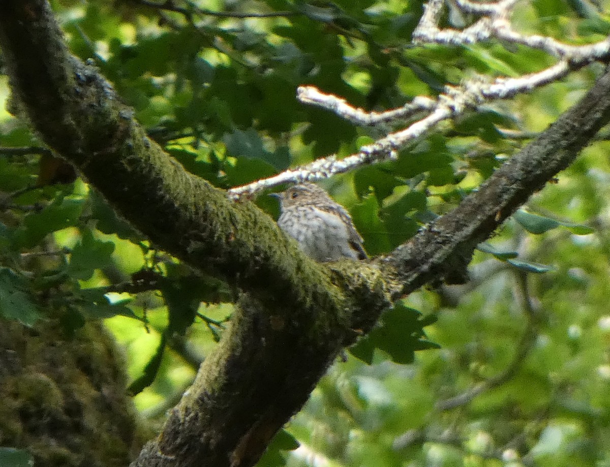 Мухоловка сіра - ML638410487