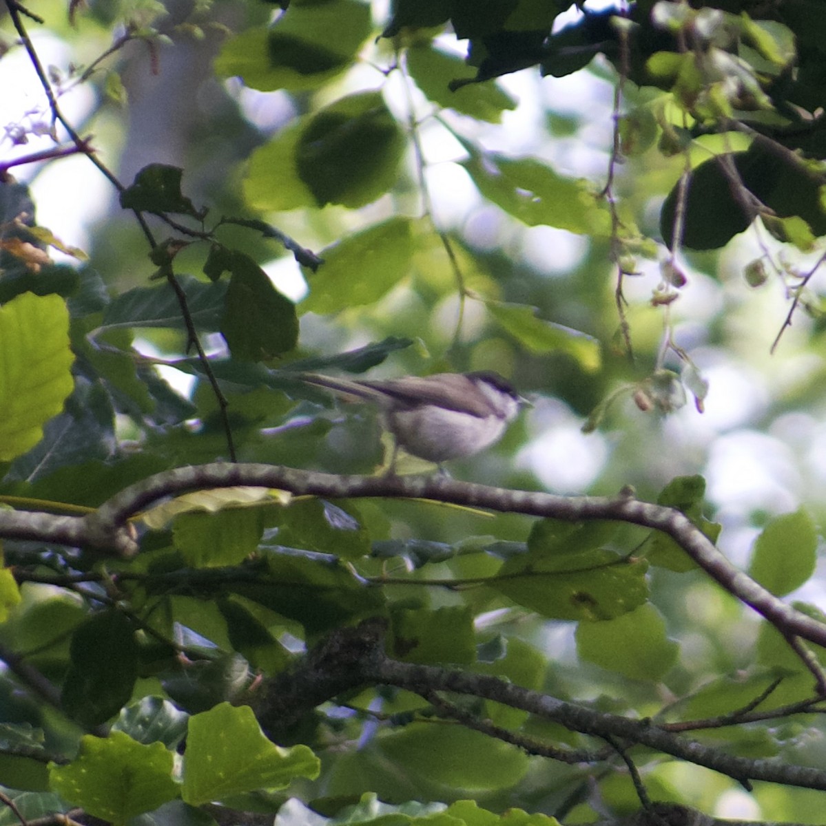 Marsh Tit - ML638410493