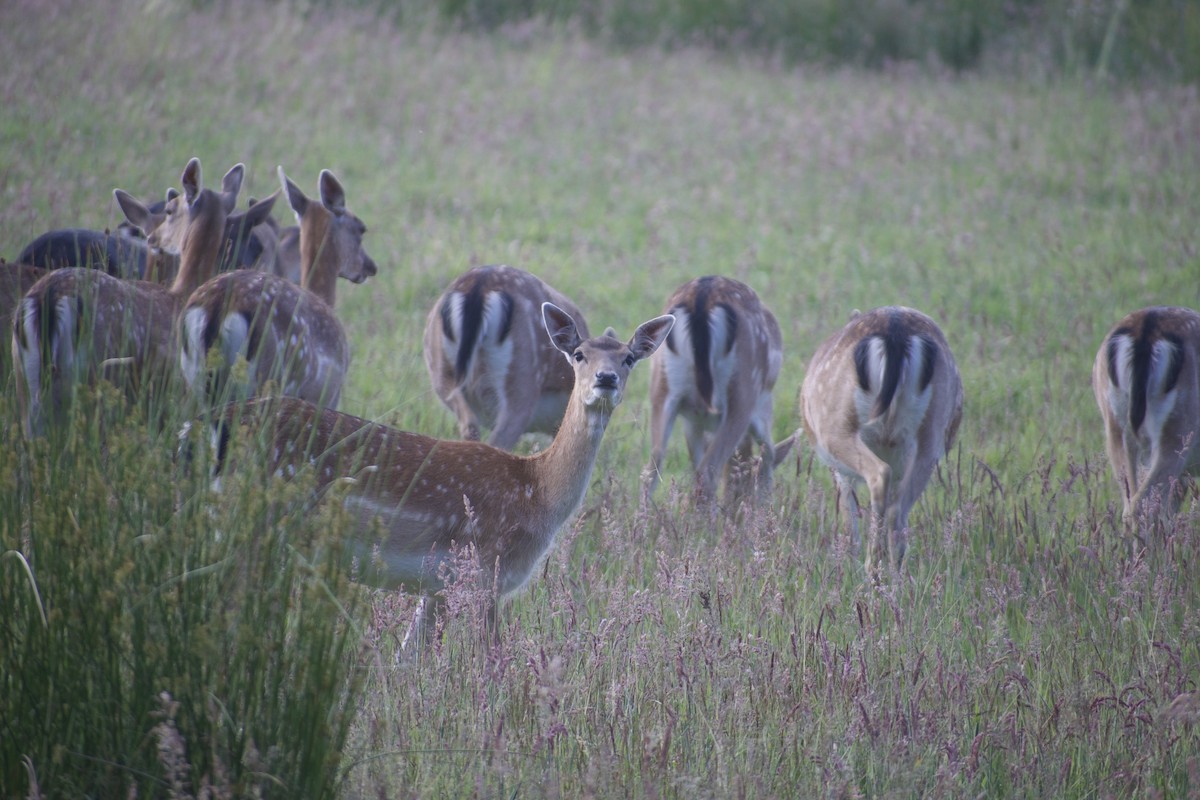 European Fallow Deer - ML638410500