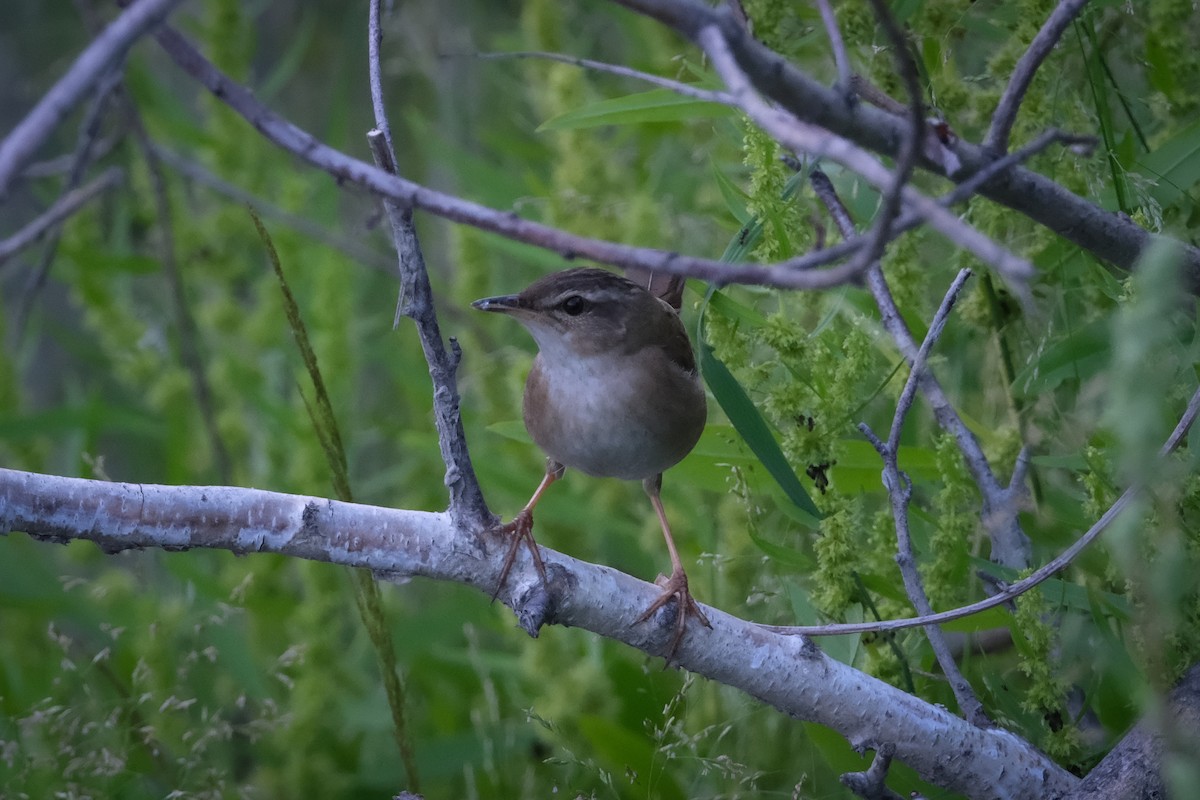 Pallas's Grasshopper Warbler - ML638410523