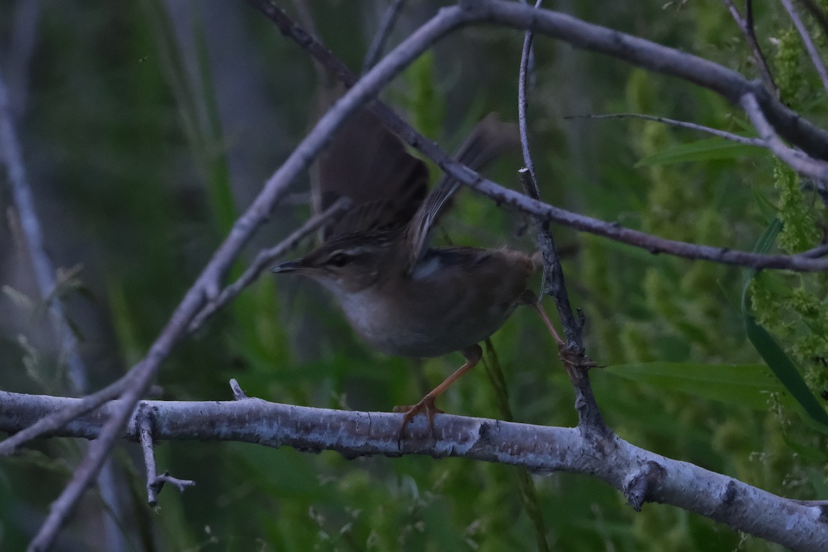Pallas's Grasshopper Warbler - ML638410525