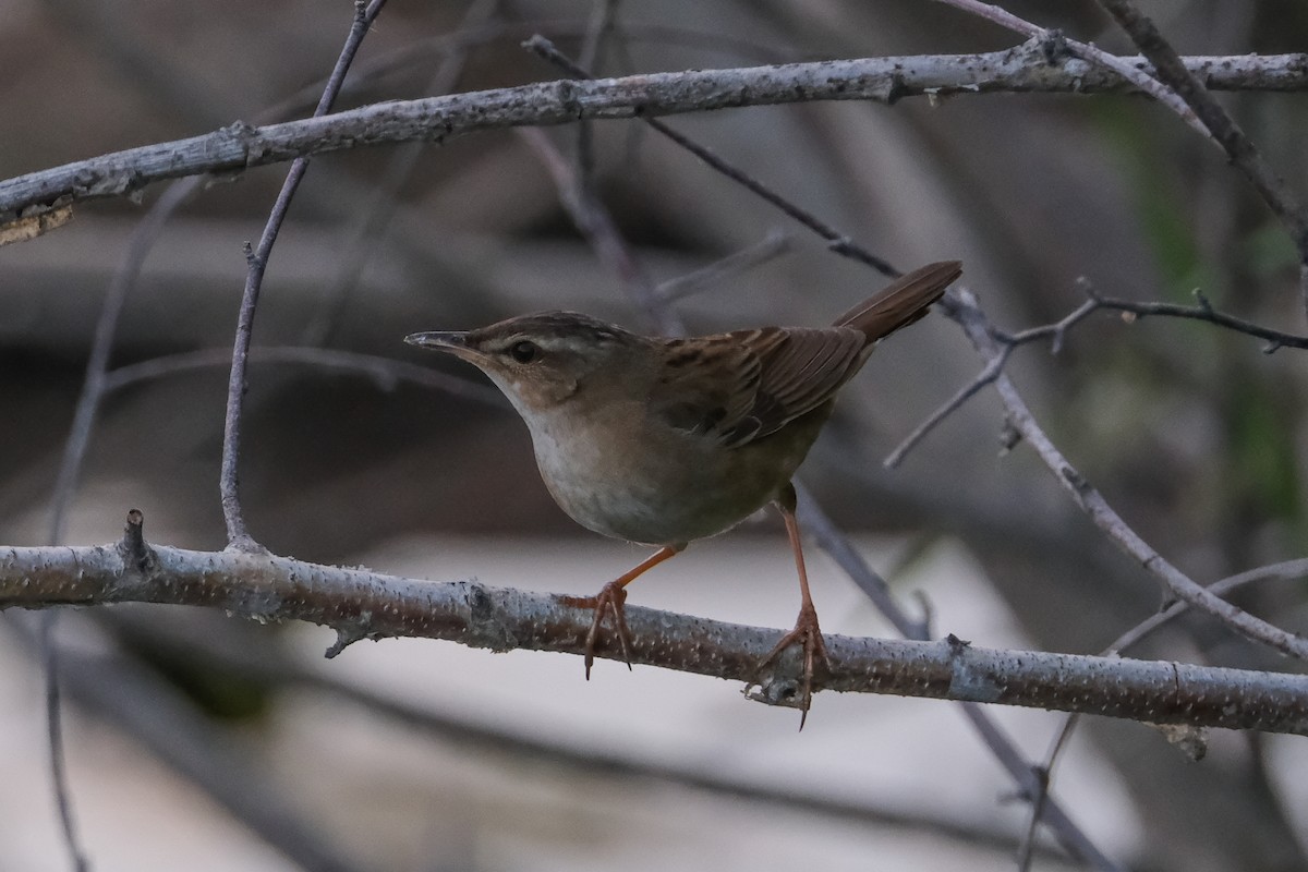 Pallas's Grasshopper Warbler - ML638410526