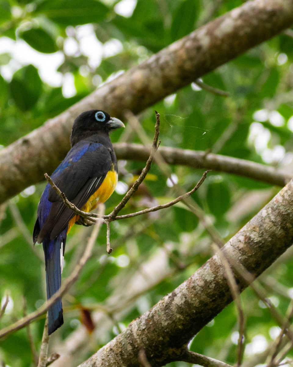 Black-headed Trogon - ML638410527