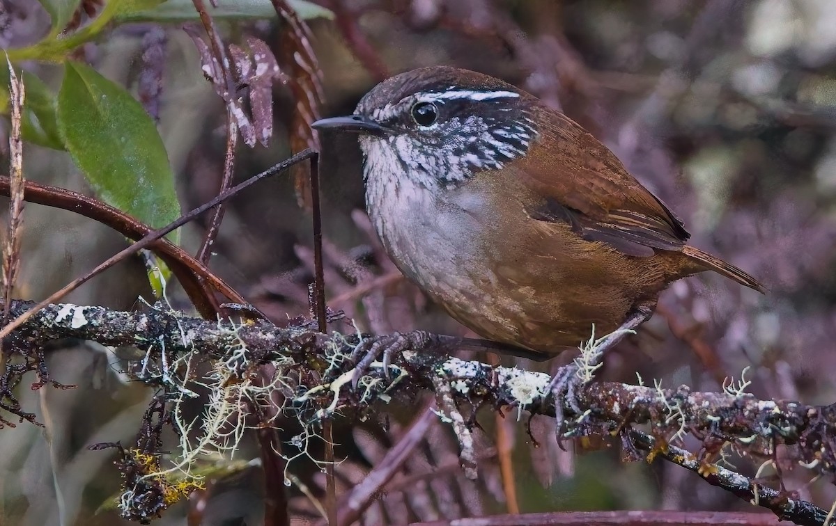 Hermit Wood-Wren - ML638410606