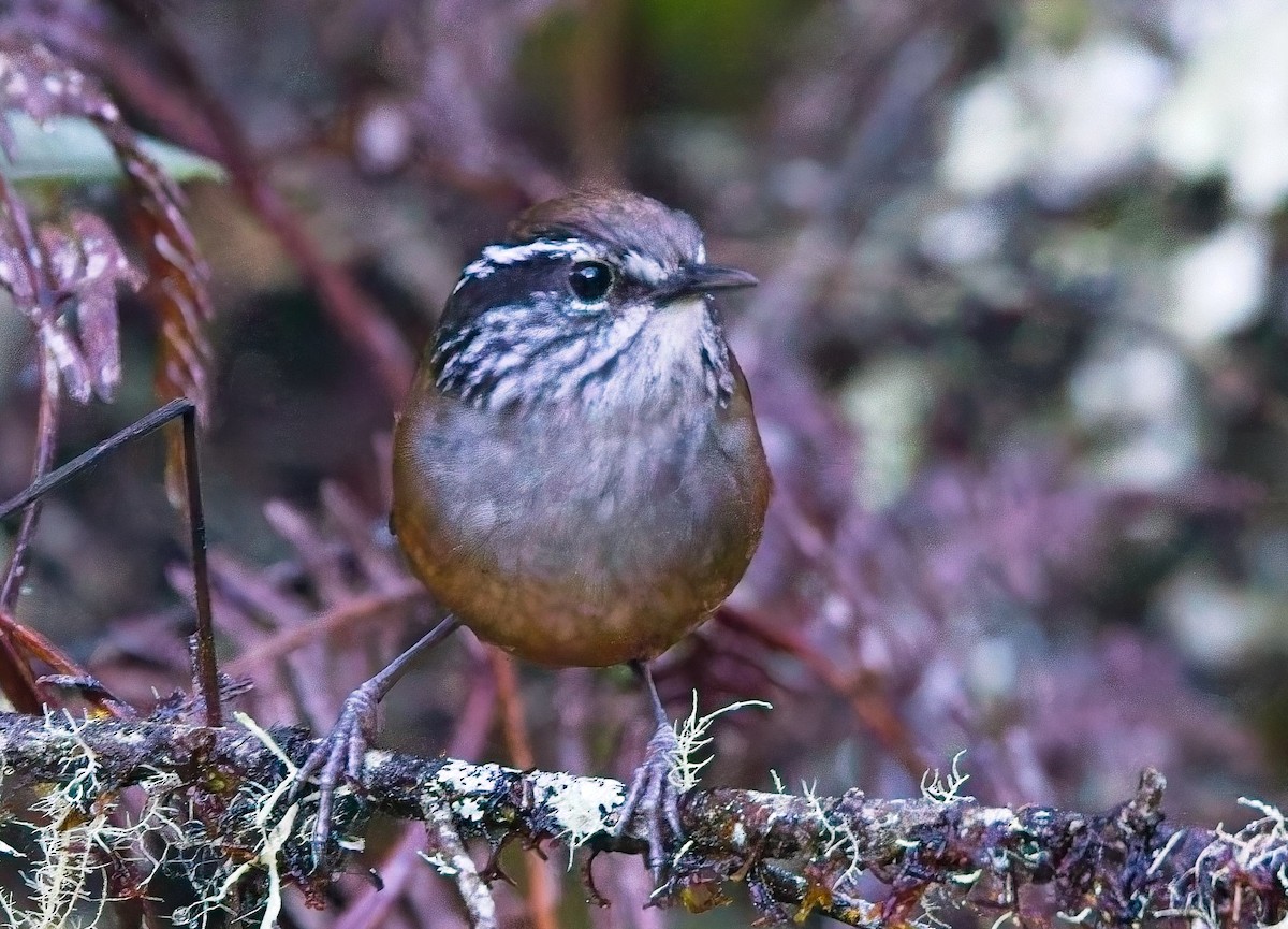 Hermit Wood-Wren - ML638410607