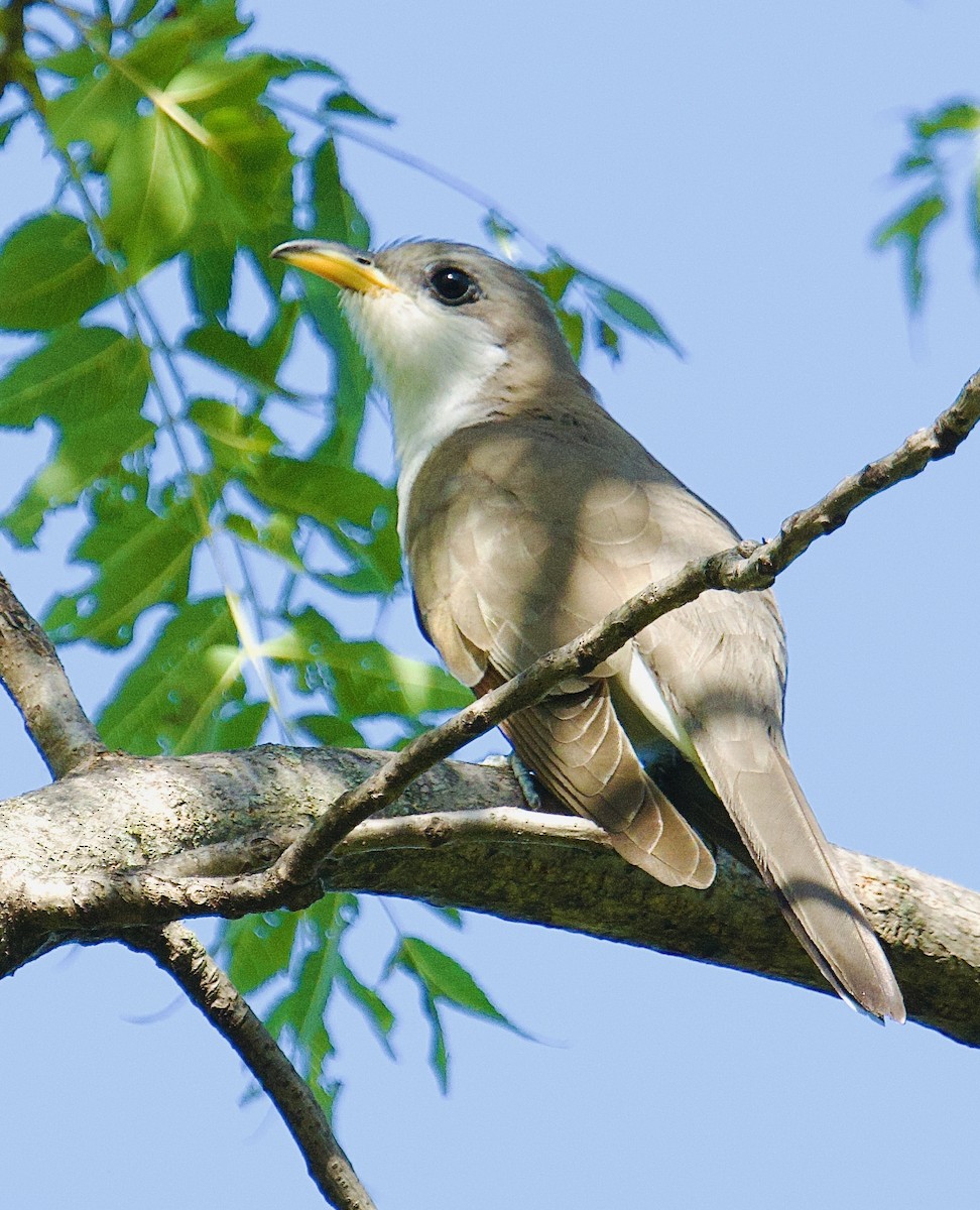 Yellow-billed Cuckoo - ML638410646