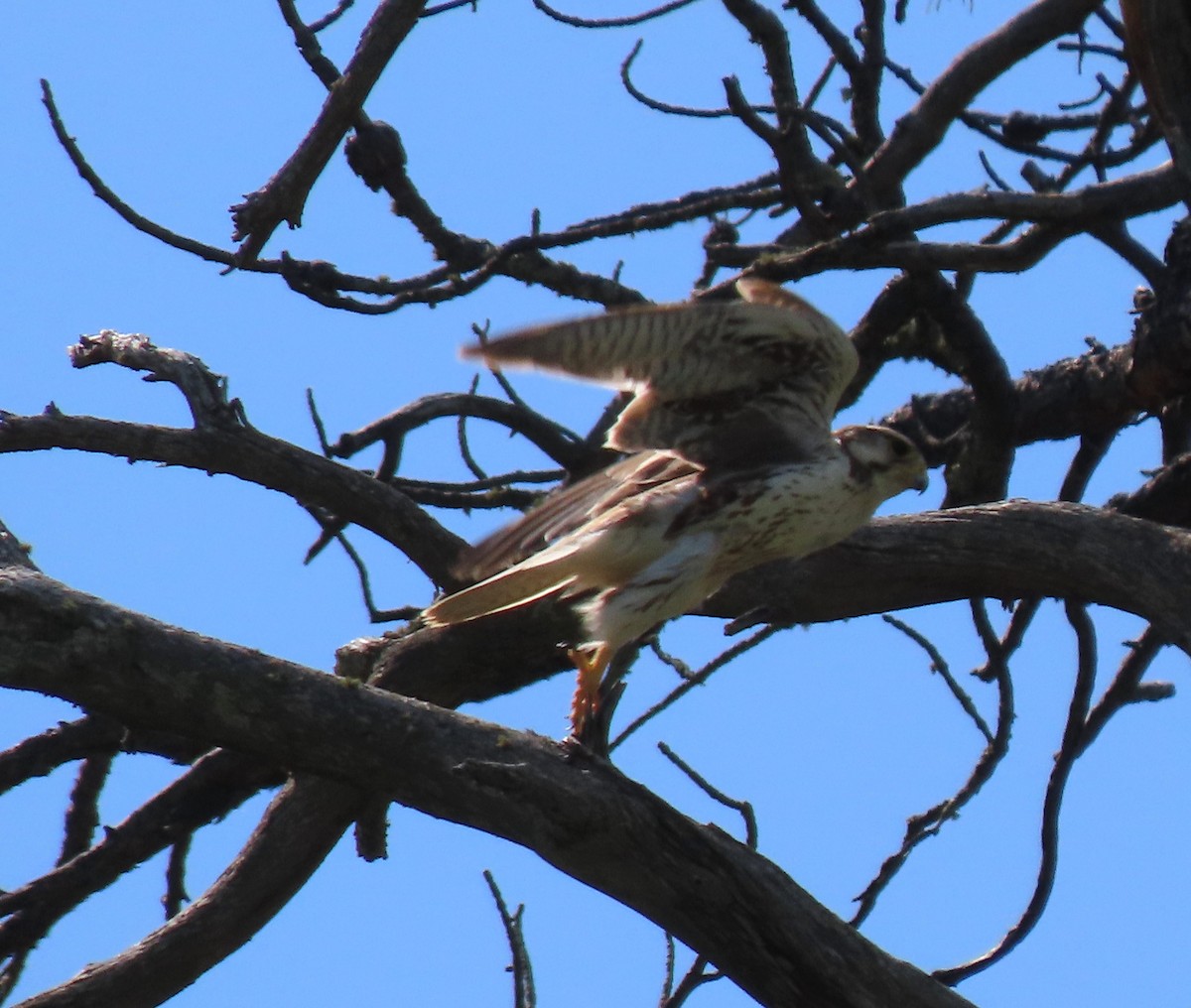 Prairie Falcon - ML638410652