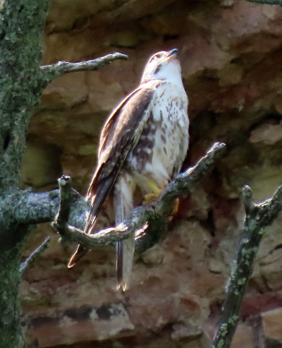 Prairie Falcon - ML638410653