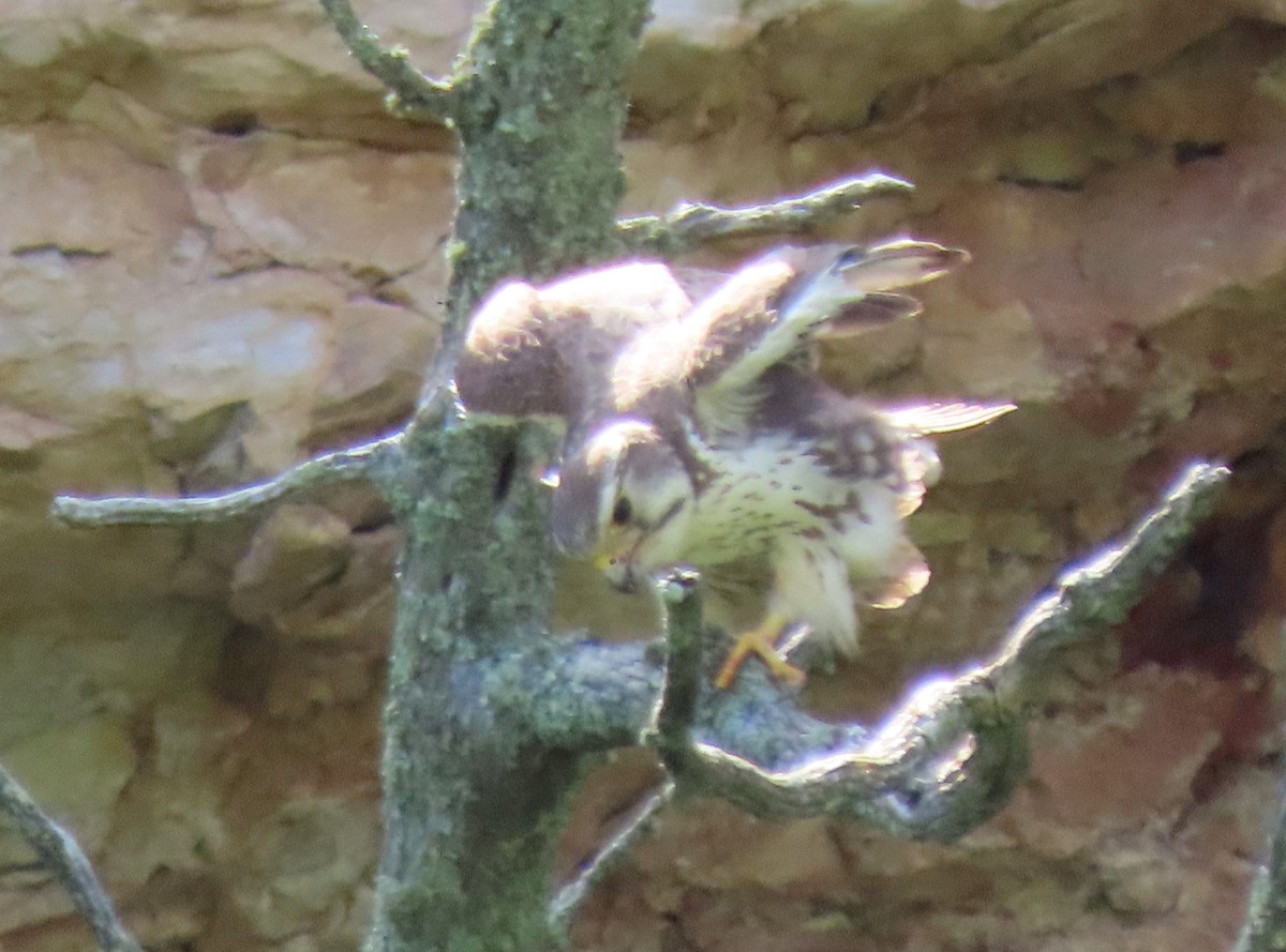 Prairie Falcon - ML638410654