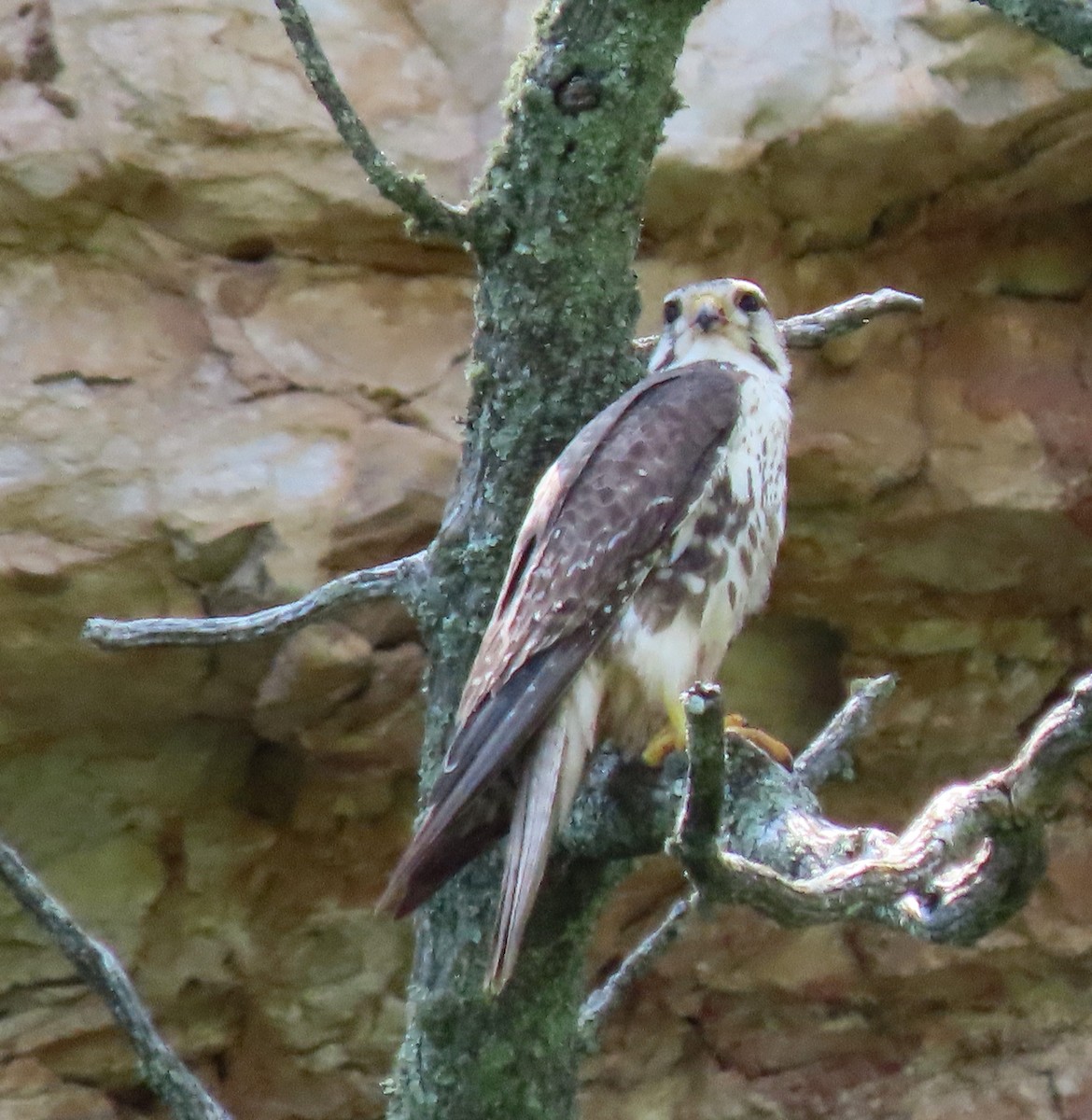 Prairie Falcon - ML638410655