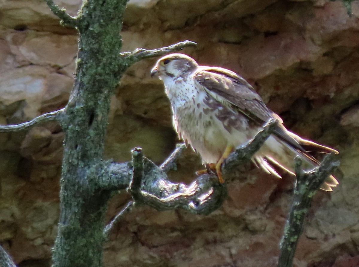 Prairie Falcon - ML638410656