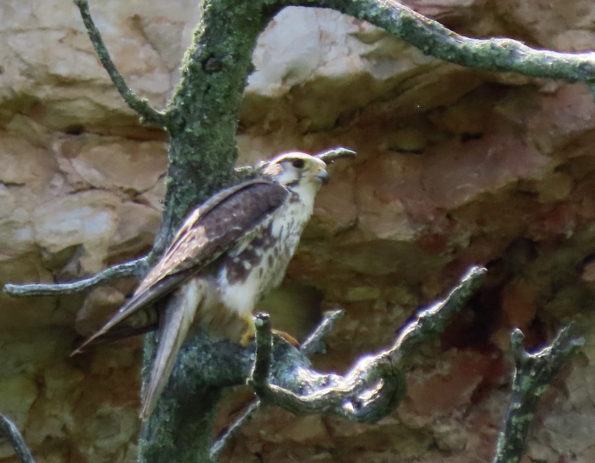 Prairie Falcon - ML638410657