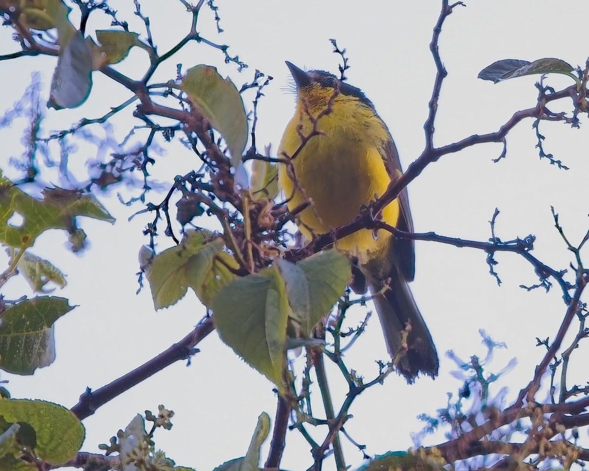 Yellow-crowned Redstart - ML638410686