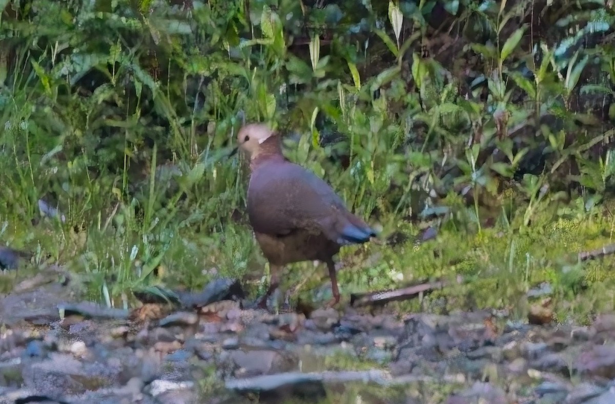 Lined Quail-Dove (linearis) - ML638410702