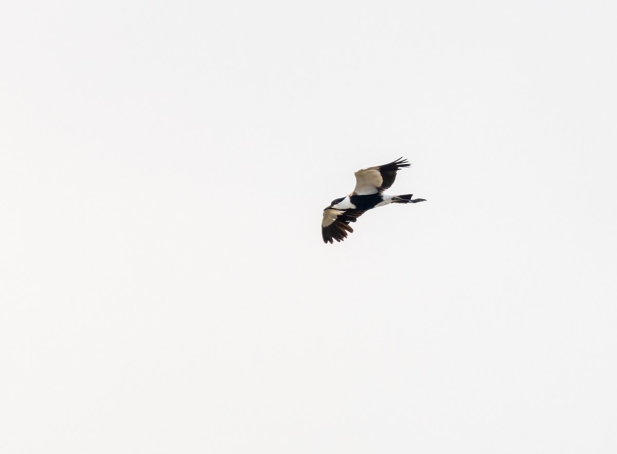 Spur-winged Lapwing - ML638410715