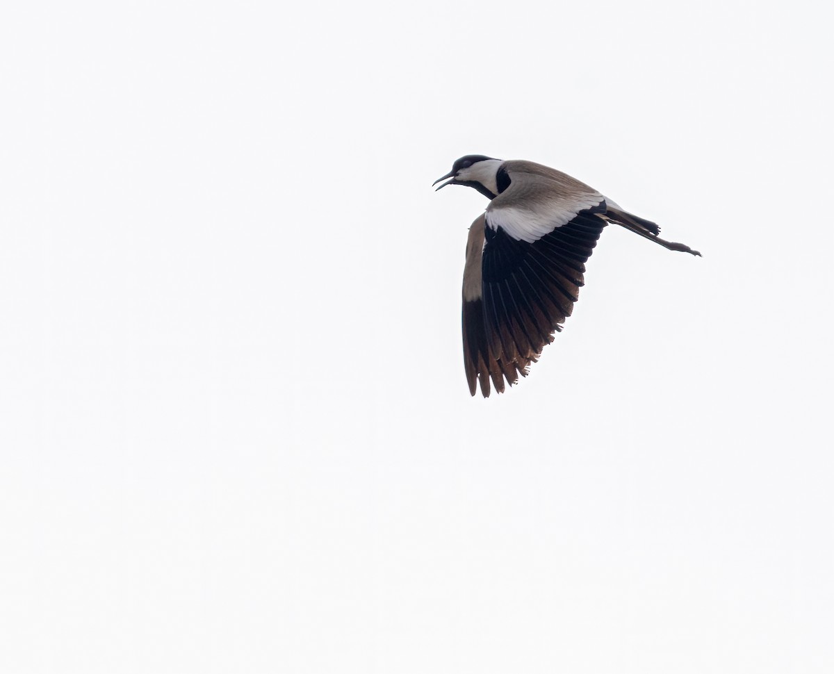 Spur-winged Lapwing - ML638410716