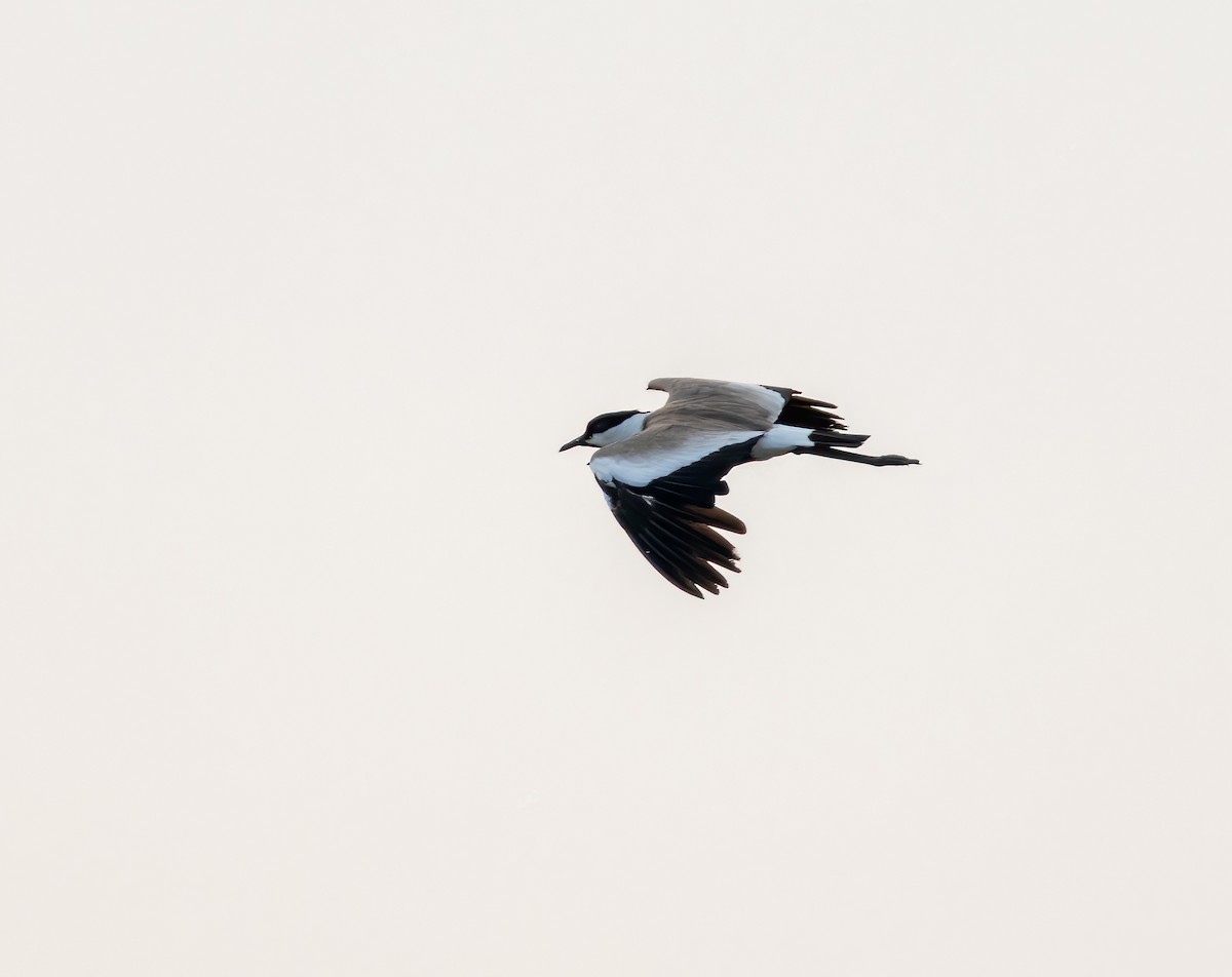 Spur-winged Lapwing - ML638410717