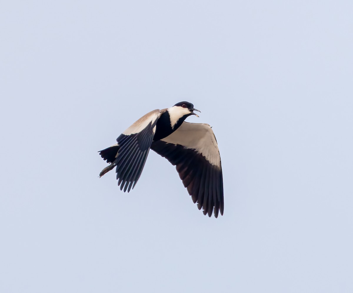 Spur-winged Lapwing - ML638410718