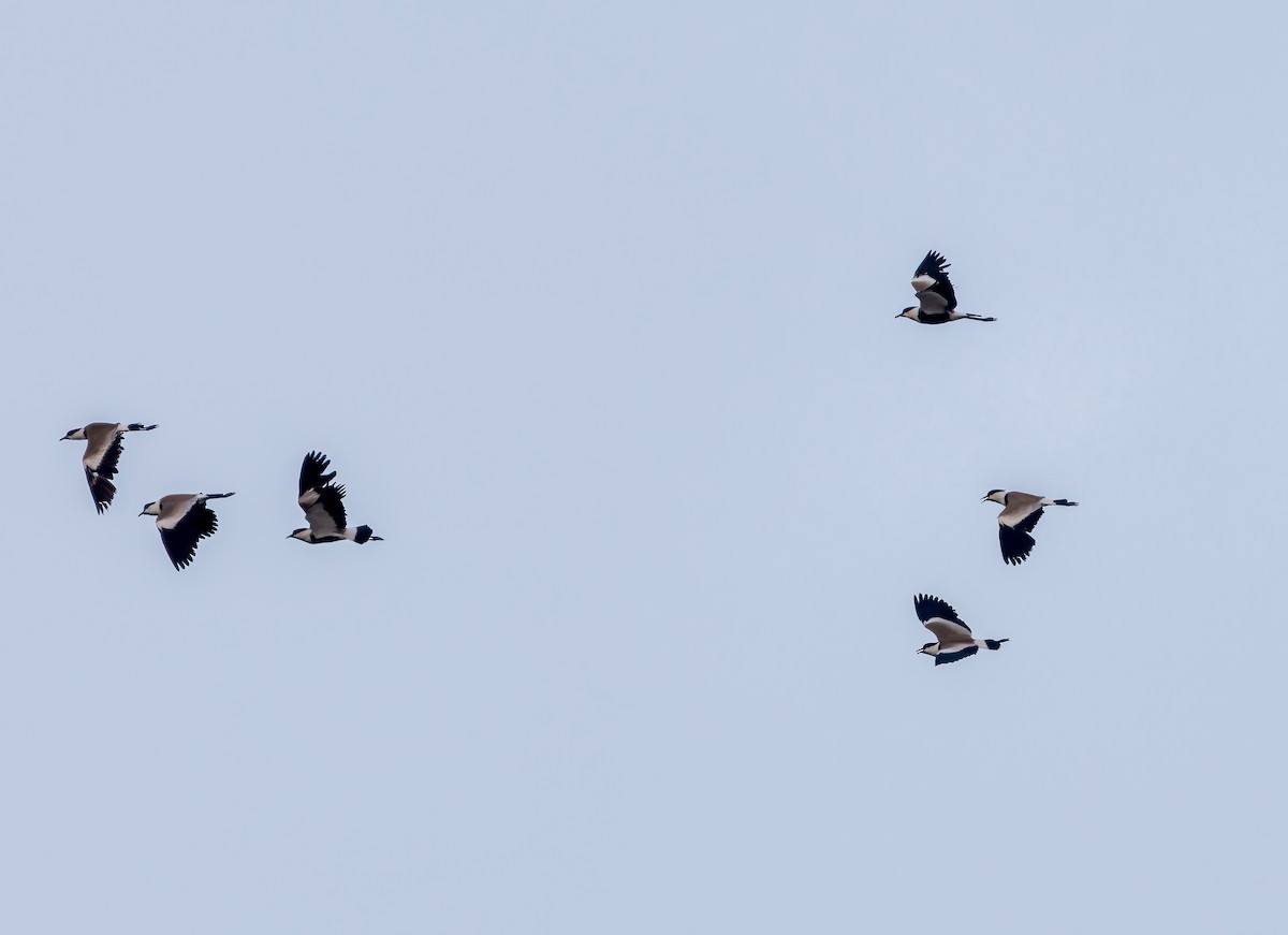 Spur-winged Lapwing - ML638410719