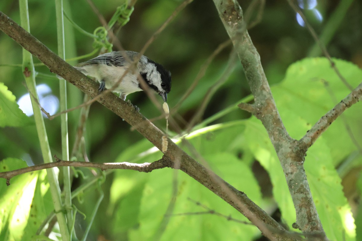 Carolina Chickadee - ML638410754