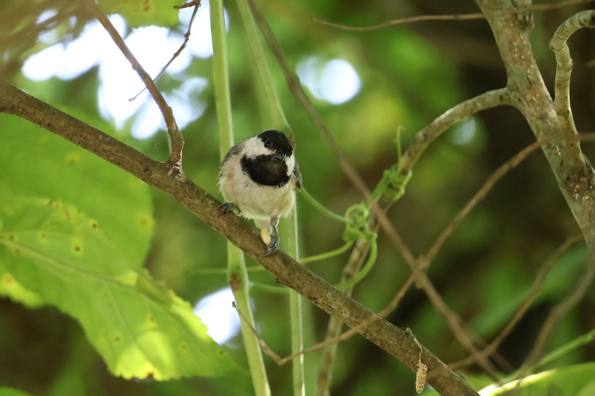 Carolina Chickadee - ML638410755