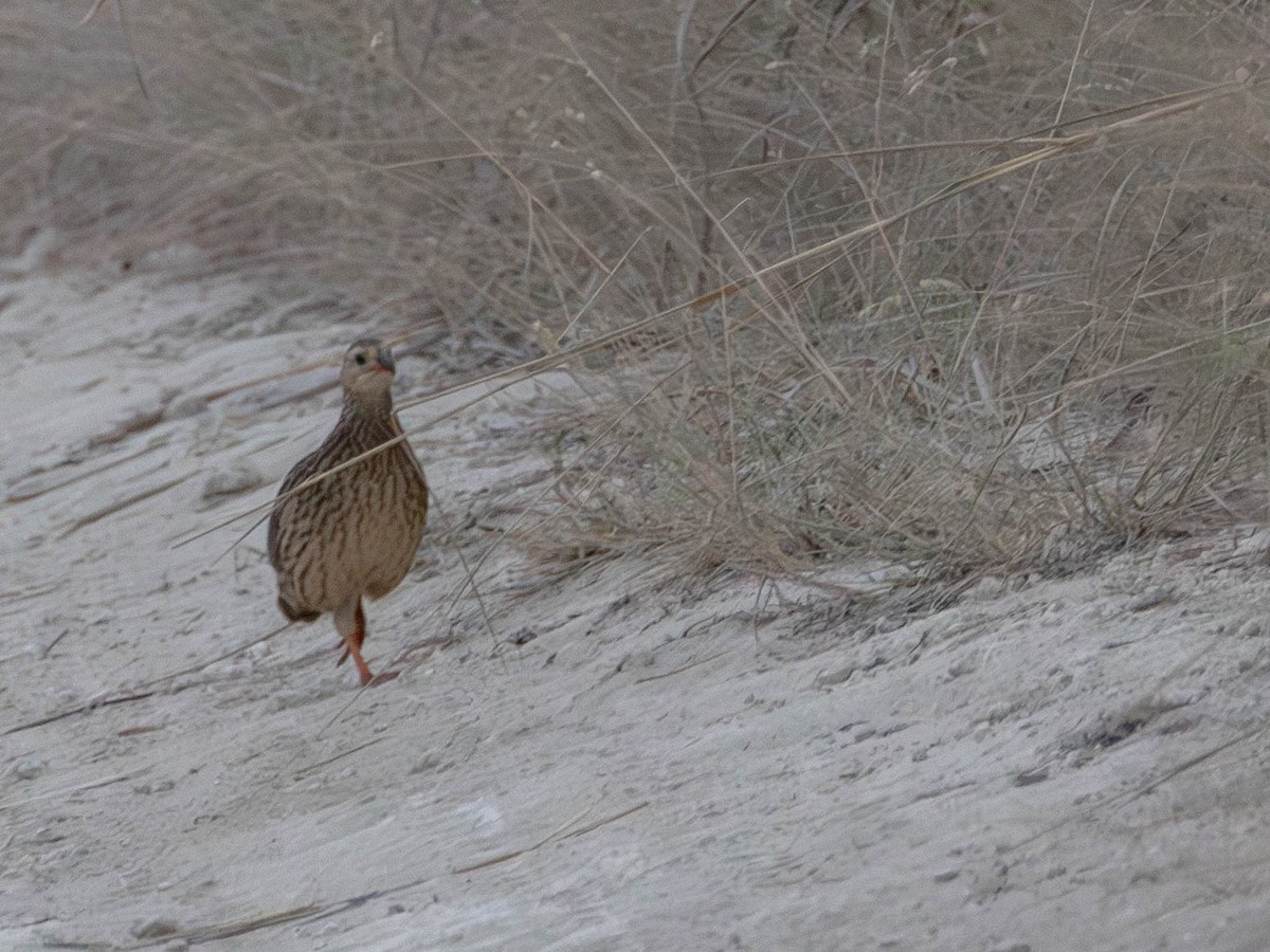 Gray-striped Spurfowl - ML638410770