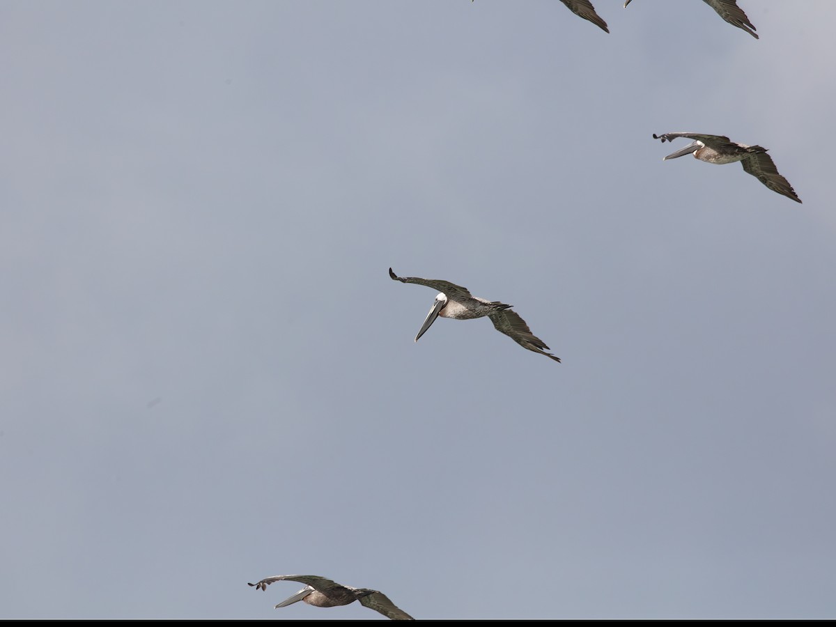 Brown Pelican - ML638410780