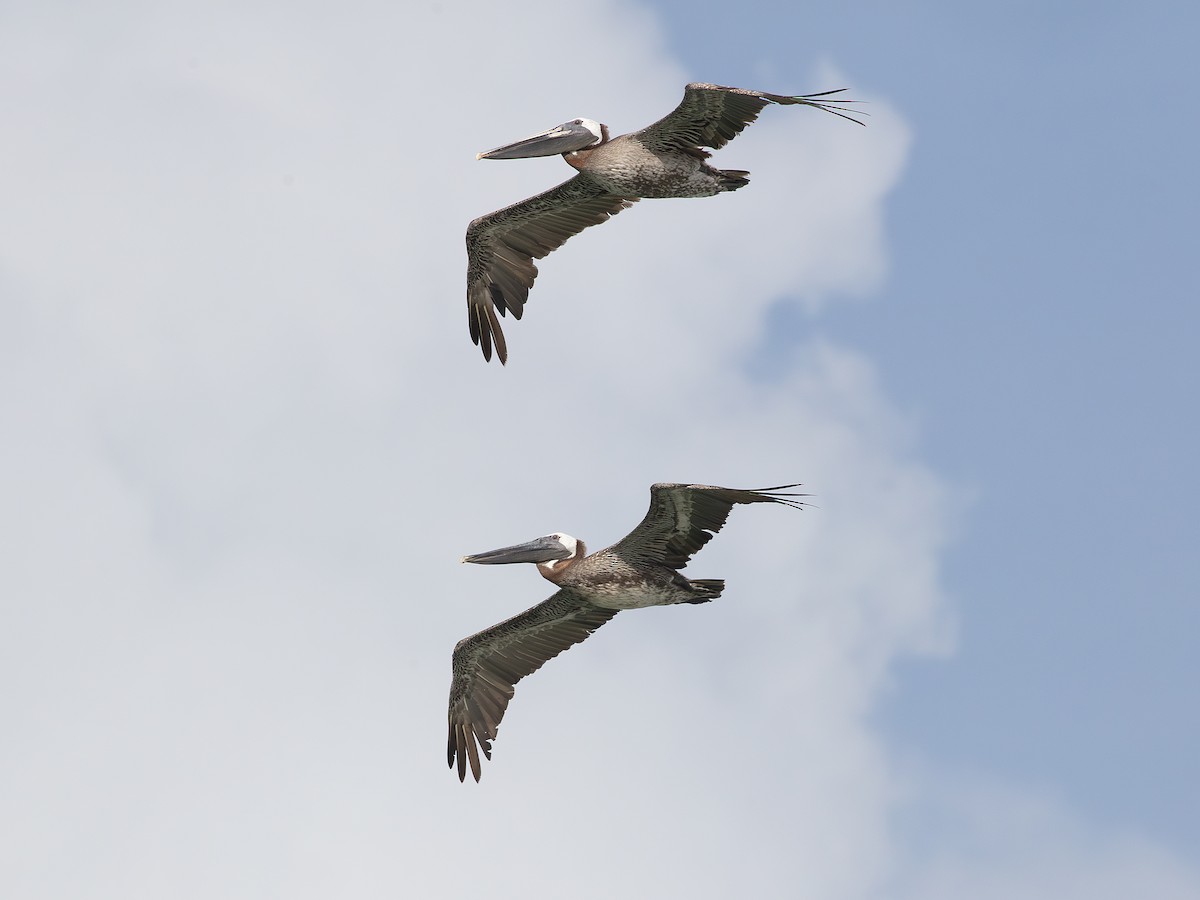 Brown Pelican - ML638410781