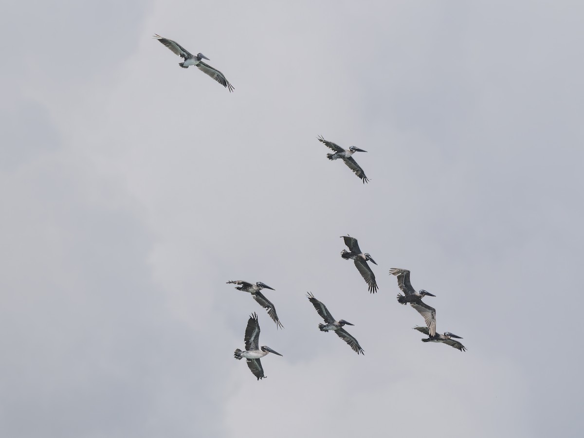 Brown Pelican - ML638410788