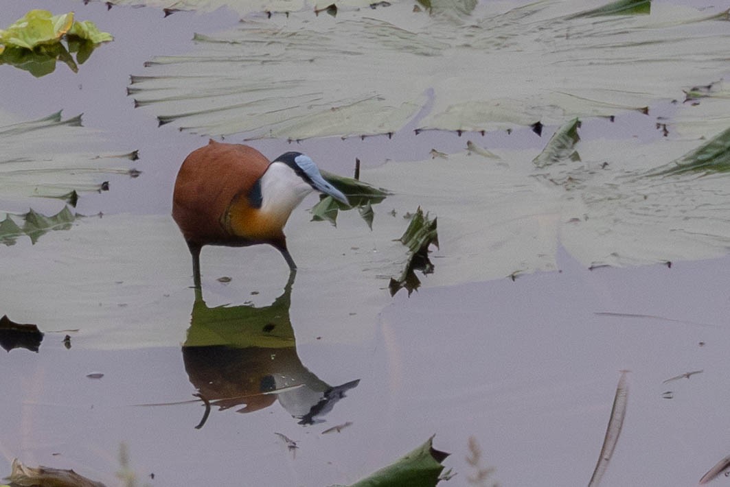 African Jacana - ML638410794
