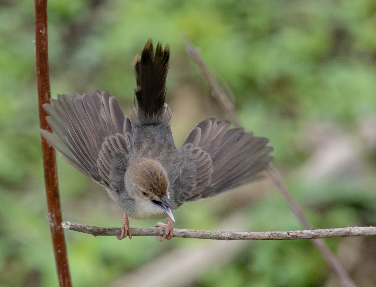 Bubbling Cisticola - ML638410820