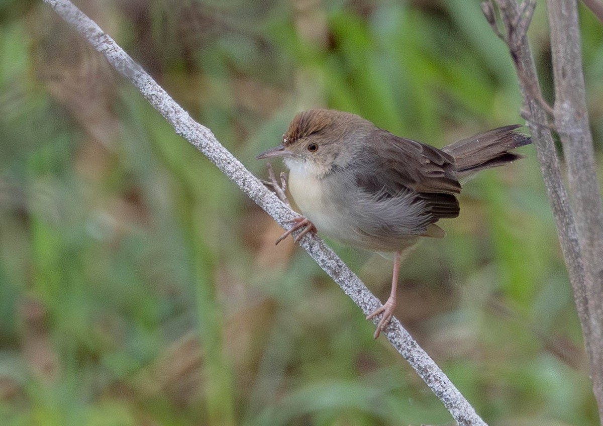 Bubbling Cisticola - ML638410821