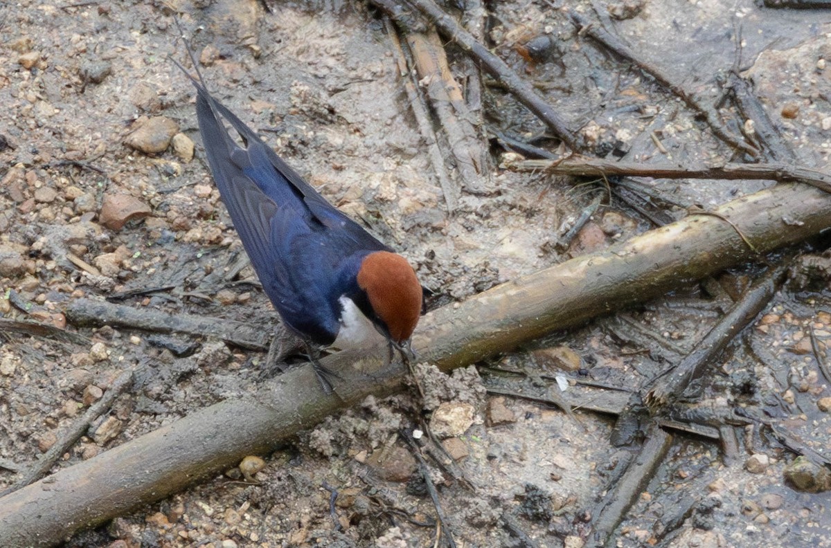 Wire-tailed Swallow - ML638410848