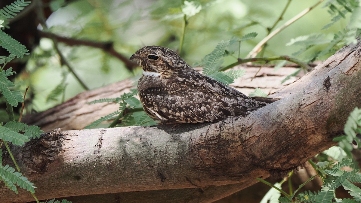 Lesser Nighthawk - ML638410862