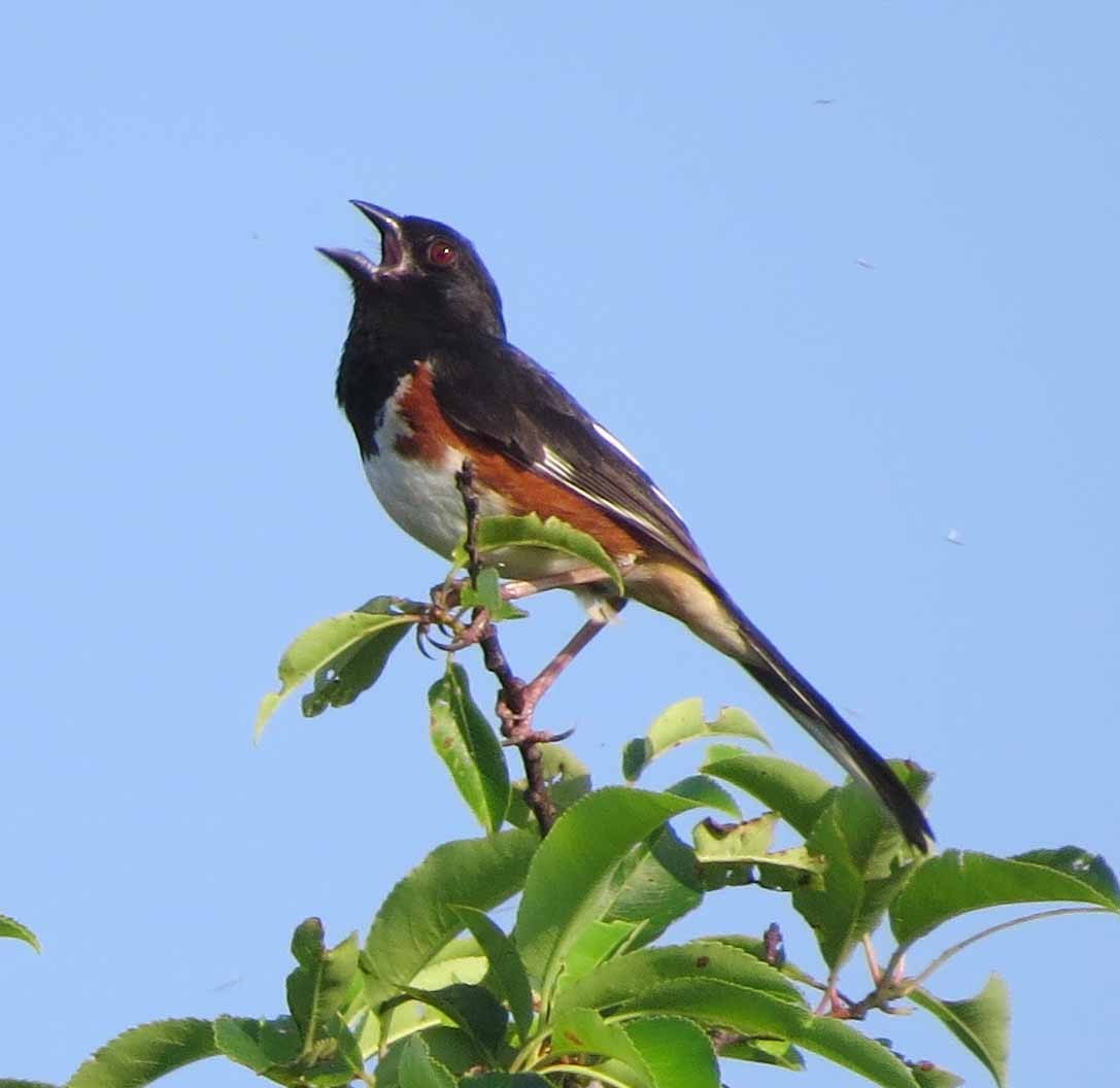Eastern Towhee - ML638410864