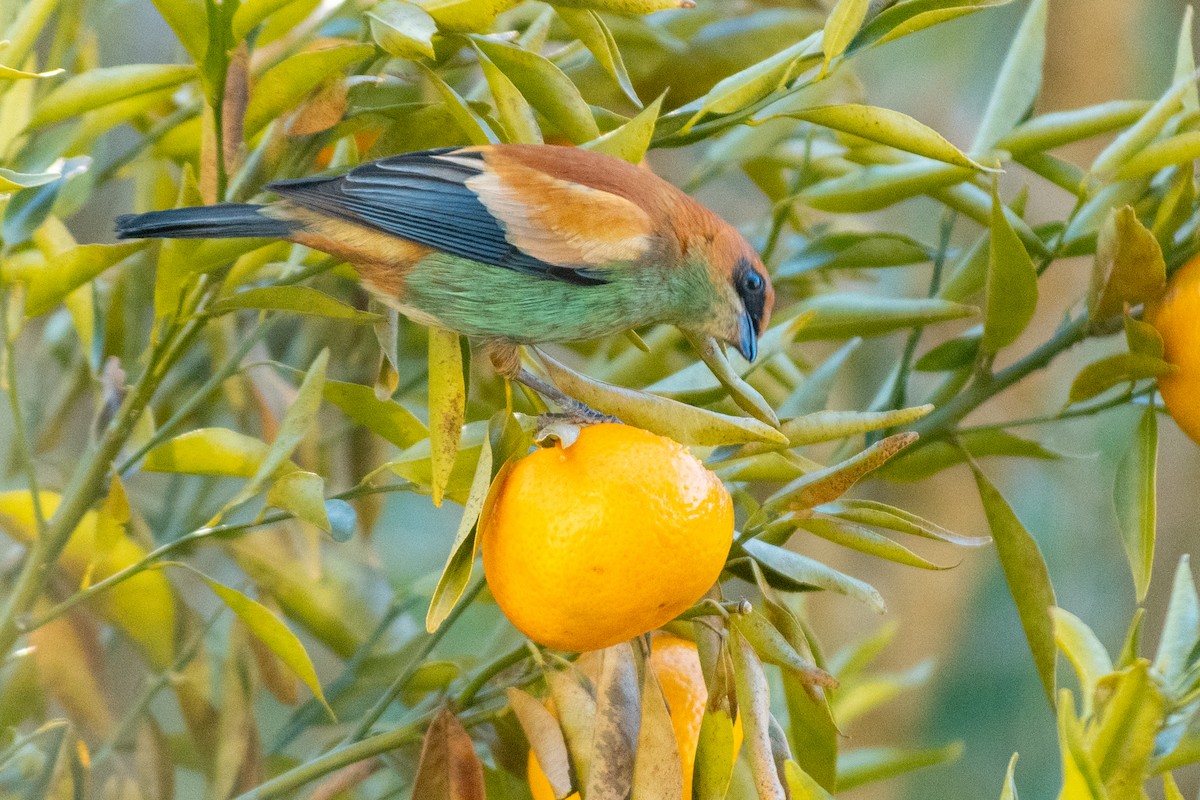 Chestnut-backed Tanager - ML638410883