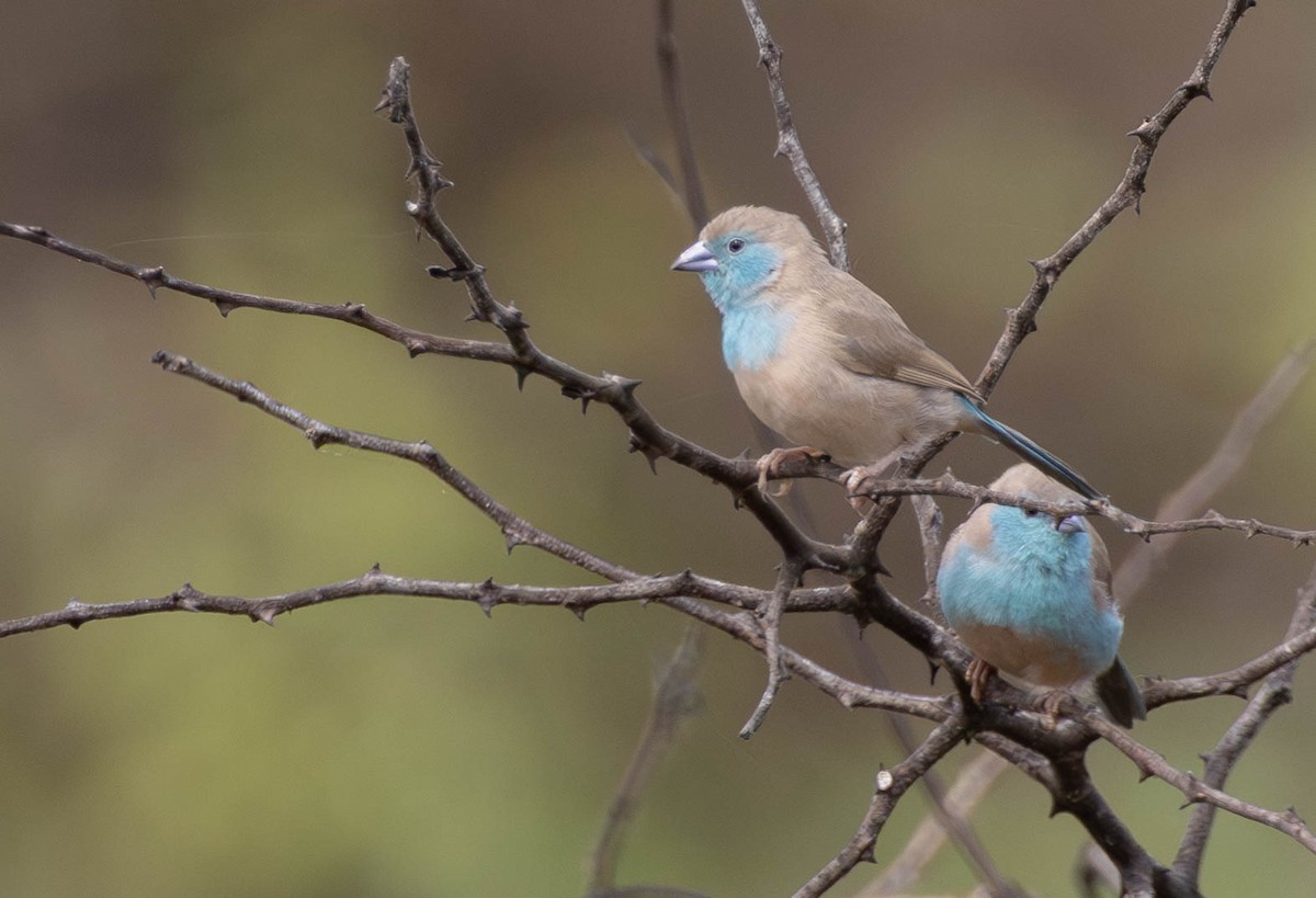 Southern Cordonbleu - ML638410886
