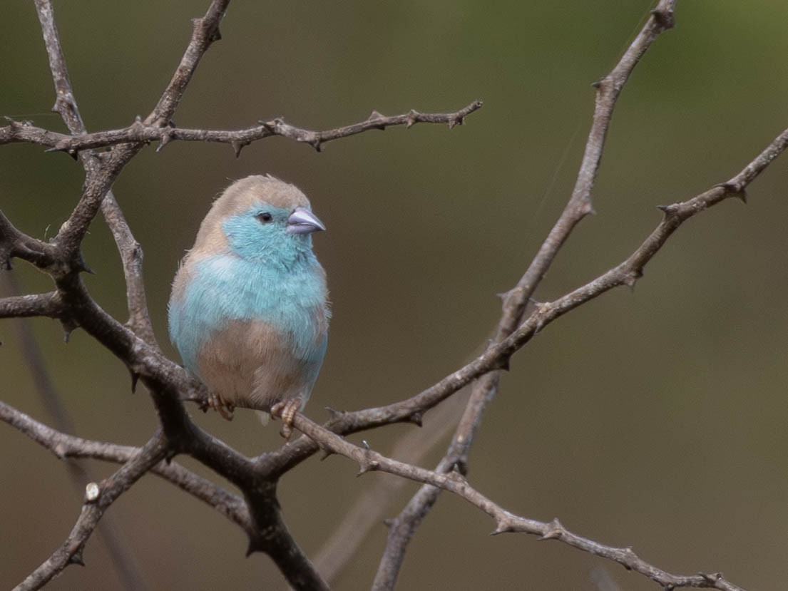 Southern Cordonbleu - ML638410888