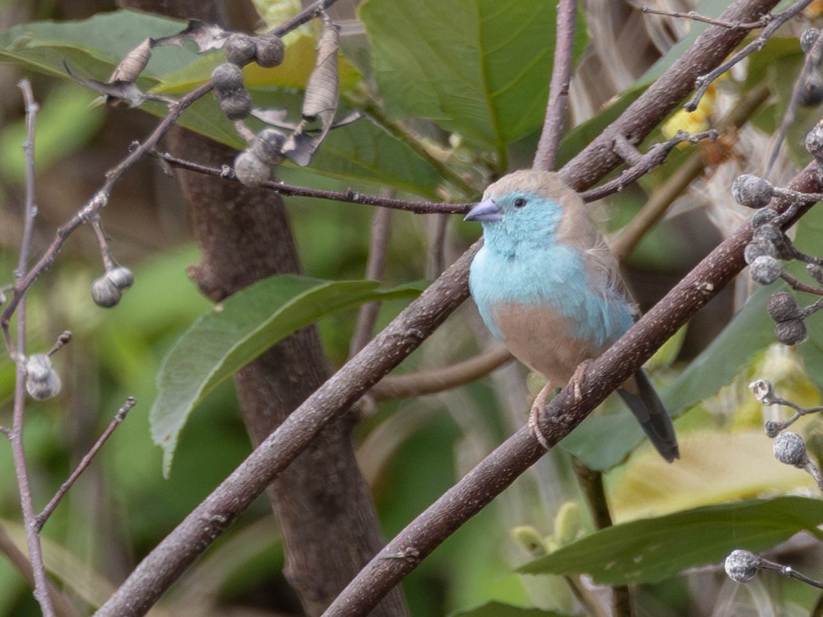Southern Cordonbleu - ML638410889