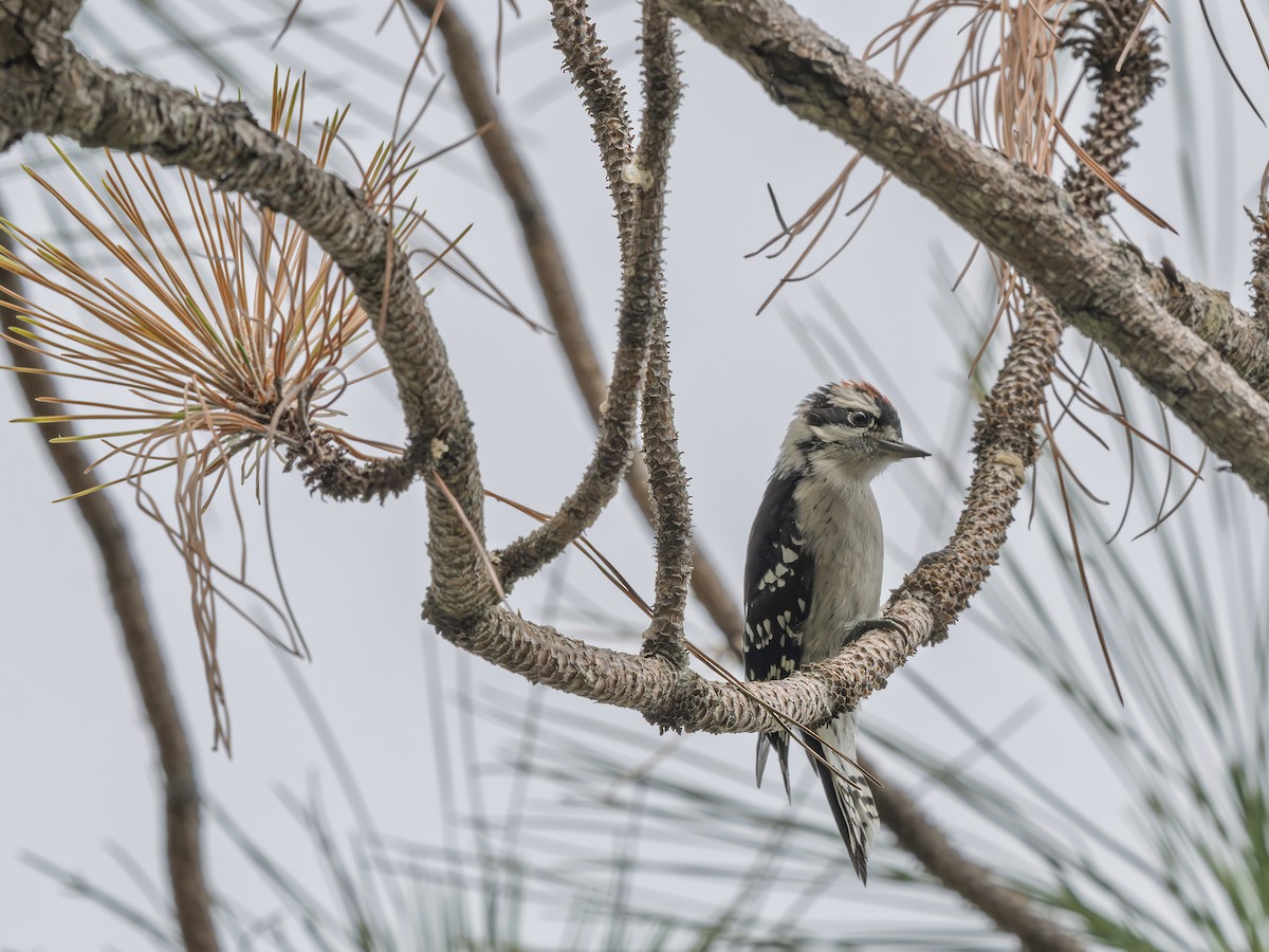 Downy Woodpecker - ML638410942