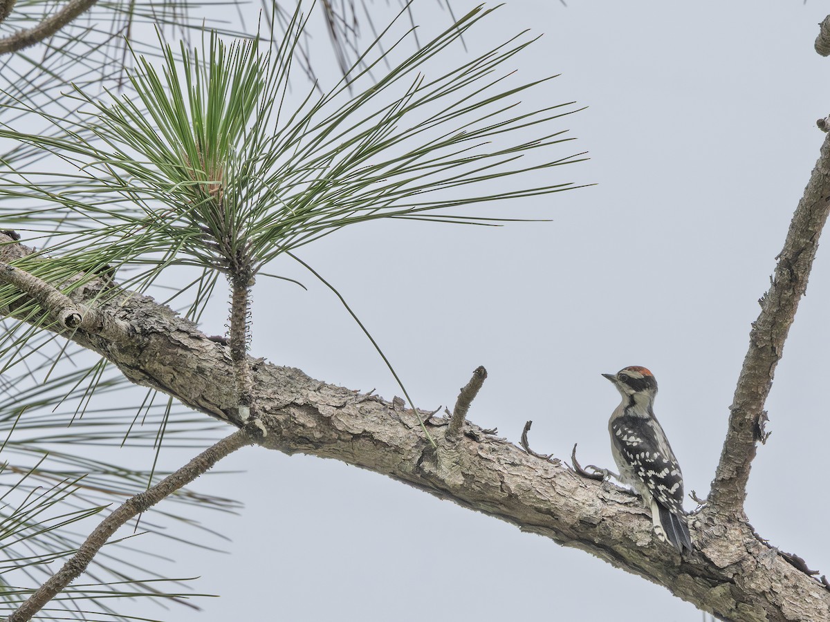Downy Woodpecker - ML638410943