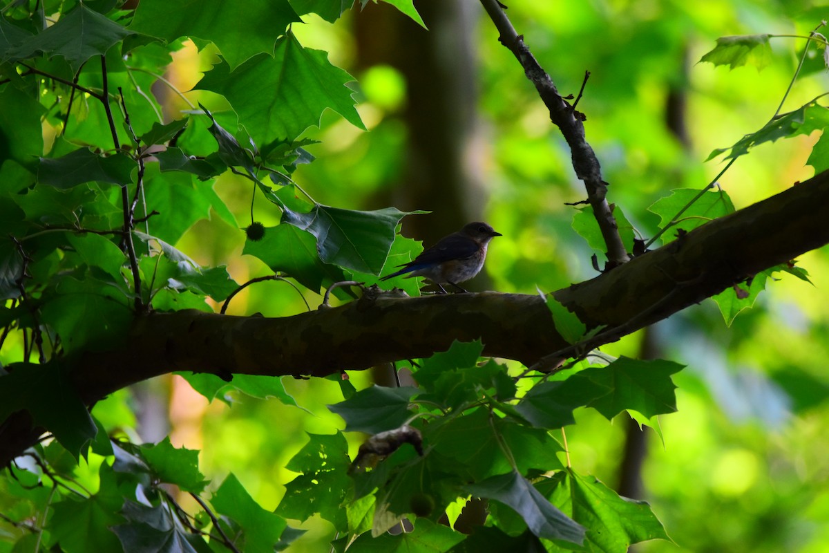 Eastern Bluebird - ML638410951