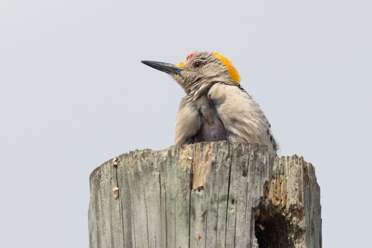 Golden-fronted Woodpecker - ML638410952