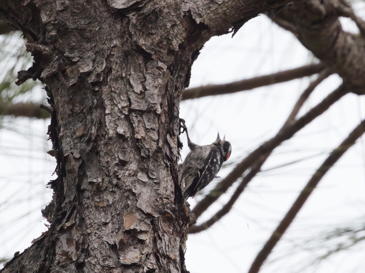 Downy Woodpecker - ML638410980