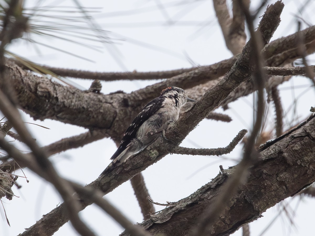Downy Woodpecker - ML638410981