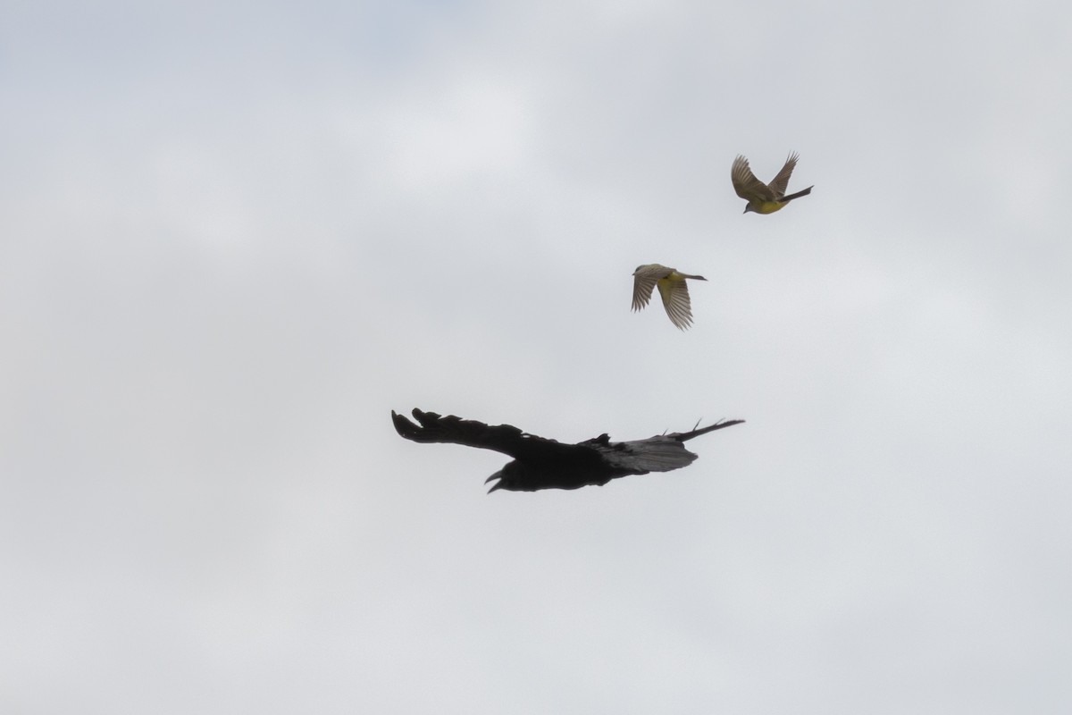 raven sp. - ML638410995