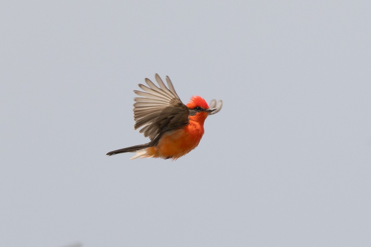 Vermilion Flycatcher - ML638411007