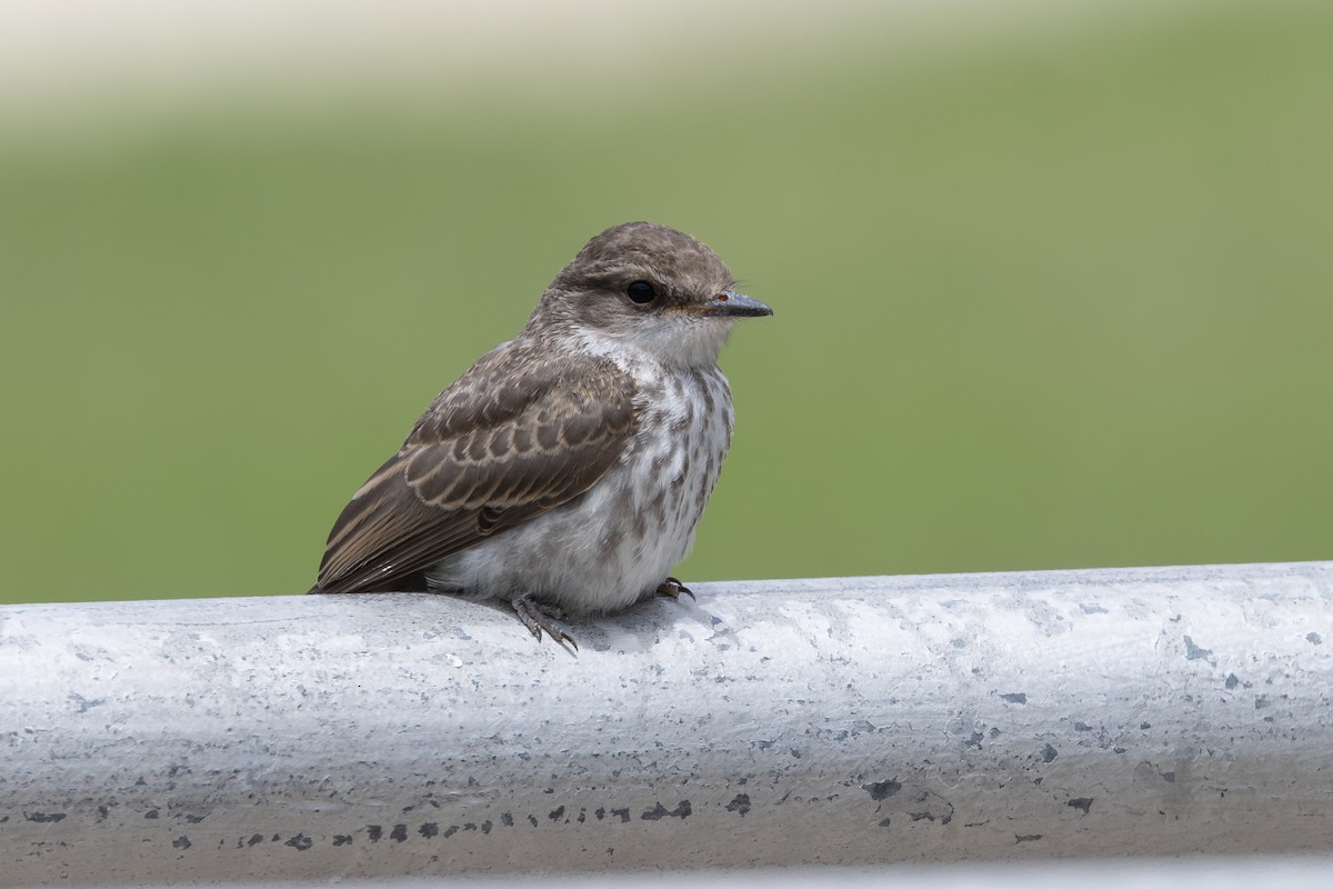 Vermilion Flycatcher - ML638411017