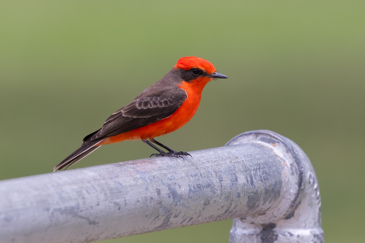 Vermilion Flycatcher - ML638411018