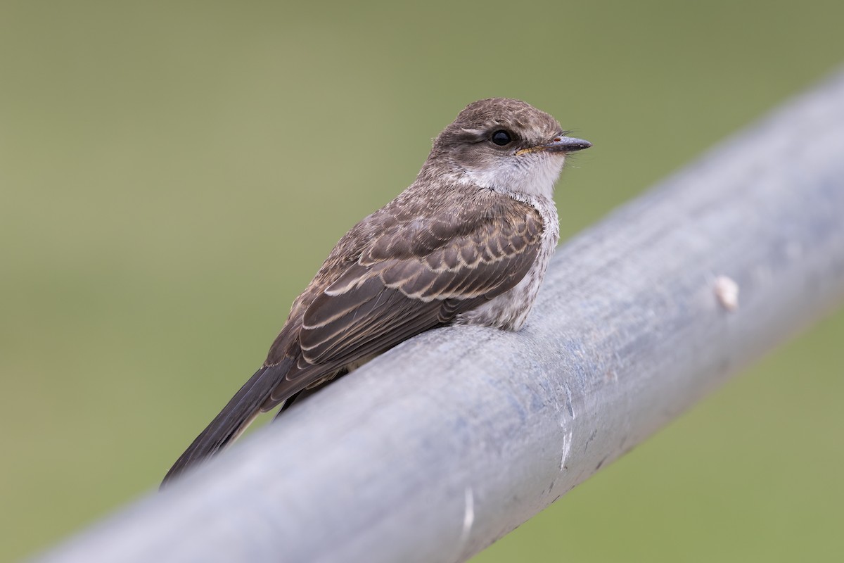 Vermilion Flycatcher - ML638411019